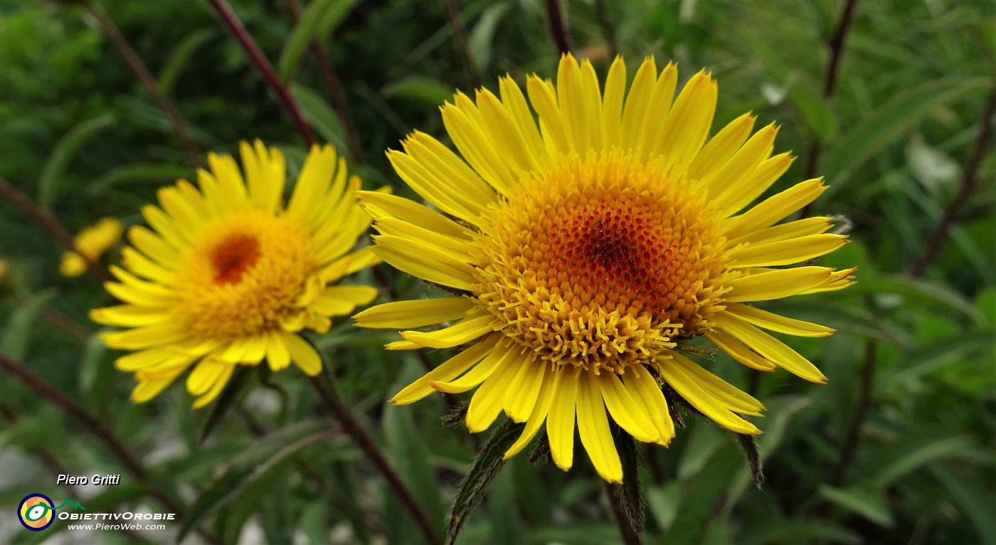 04  Enula scabra (Inula hirta) tra Costone e Filaressa.JPG